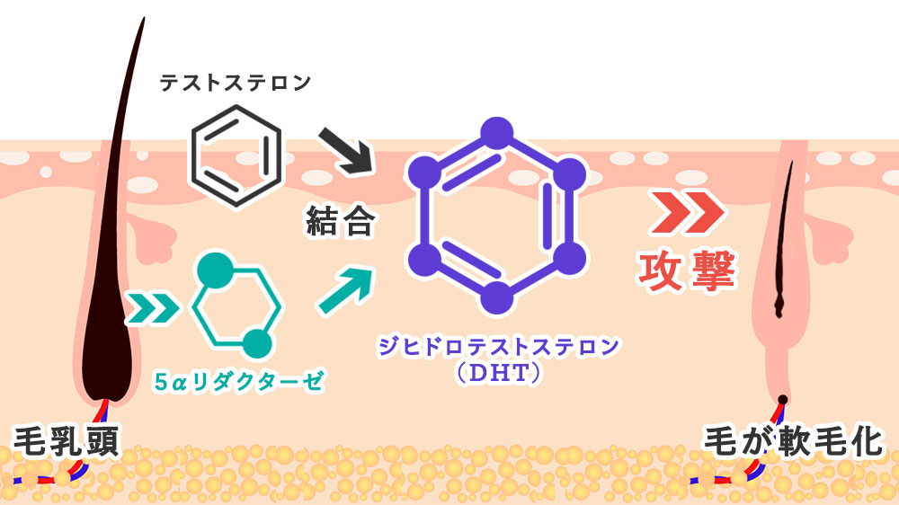 一般病院との比較毛髪サイクル